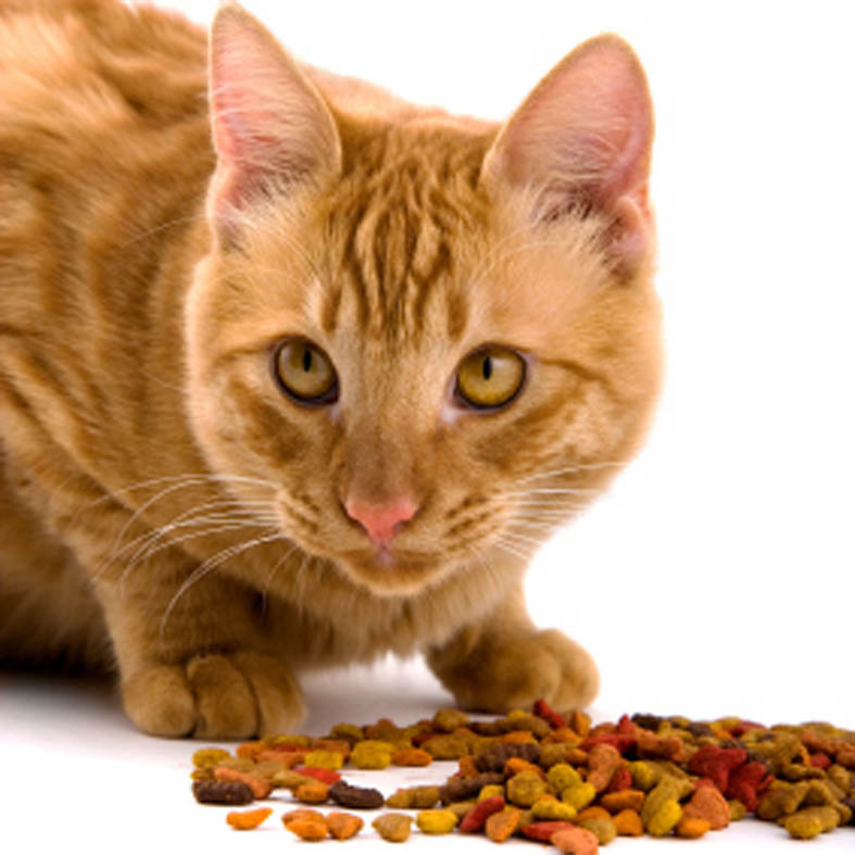 猫粮制造设备有哪些?