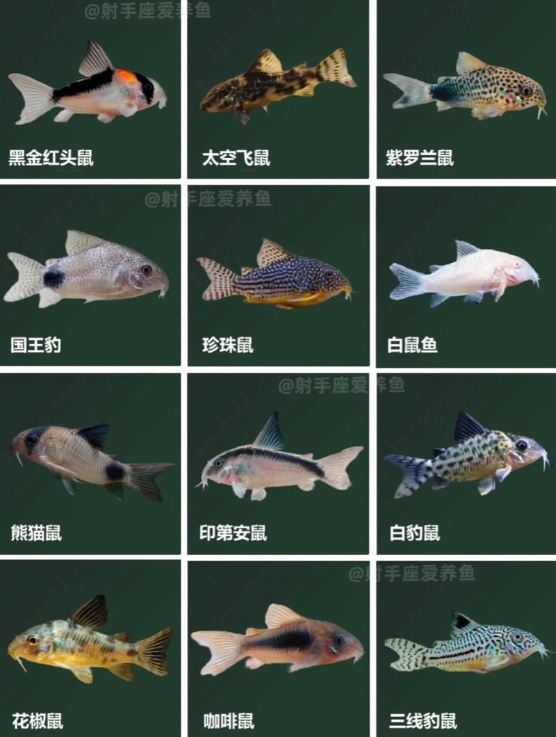 新澳2025最新资料大全论坛和清远一田地老鼠泛滥与清远老鼠鱼