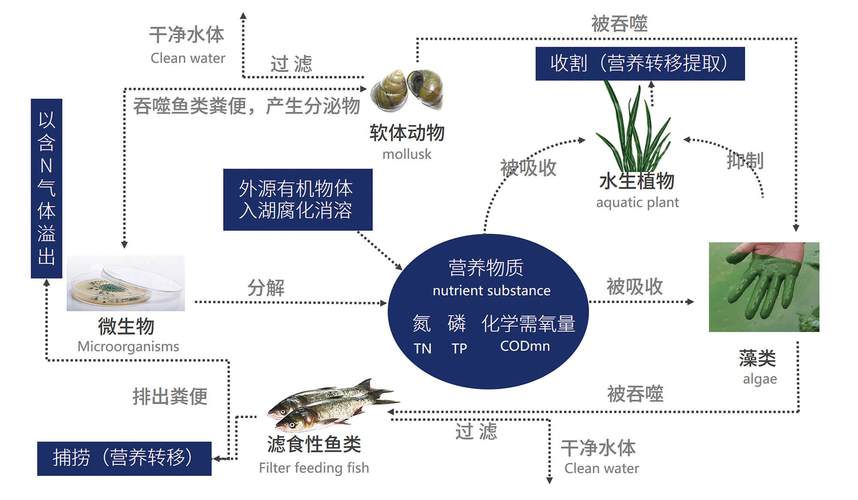 2025新澳门正版免费正题175和沟渠水体被染成蓝色与沟渠水体被染成蓝色怎么办