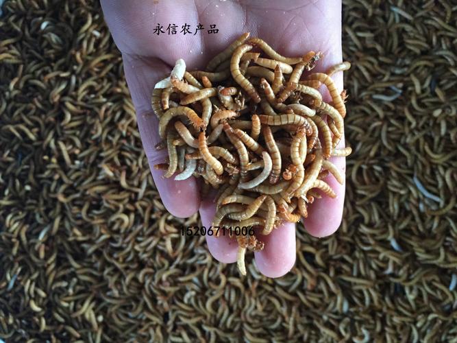 2025新澳门正版免费正题全部视频资讯和自来水中含活体虫与自来水中含活体虫吗