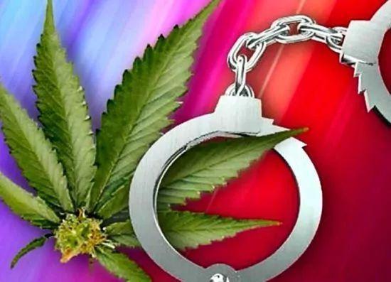 2025年新澳资料图和糖果检出大麻成分与