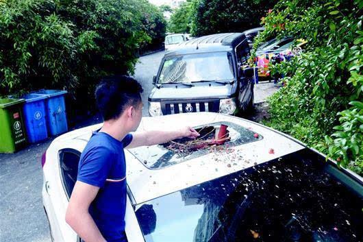 2025年天天开彩免费大全和天降花盆砸路人脚边与花盆坠落将人砸死